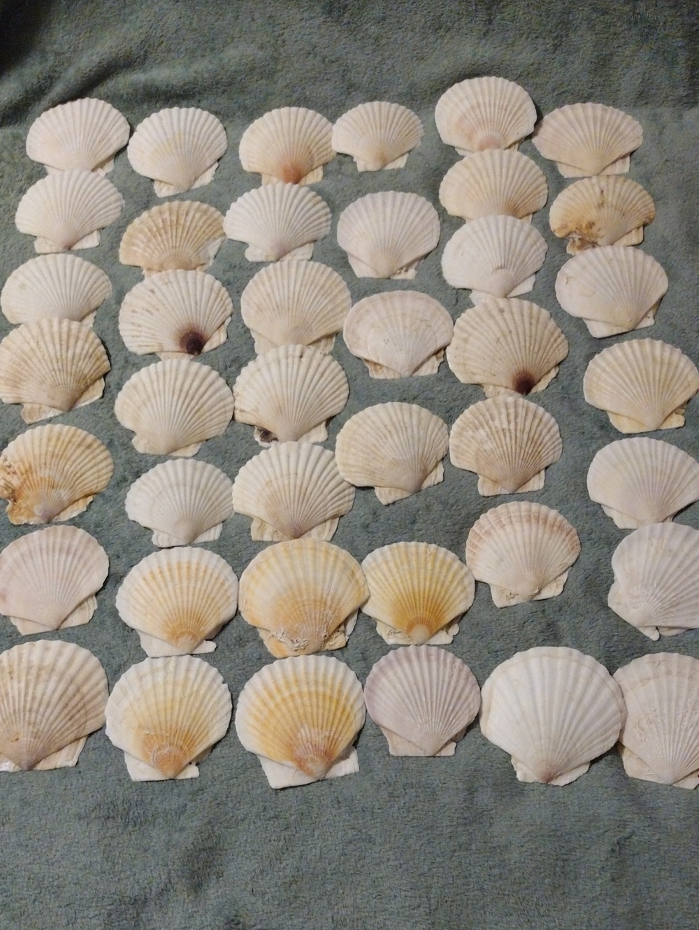 Natural Scallop Shells